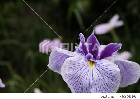 アヤメ 7650996
