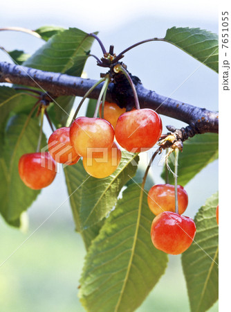 サクランボ 7651055