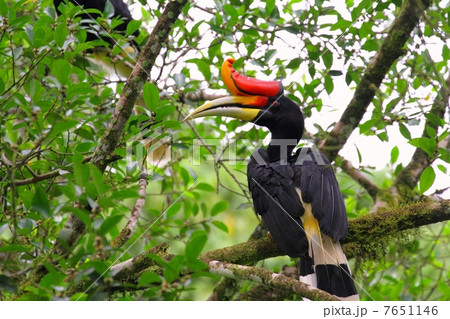 Rhinoceros Hornbill （サイチョウ）♂ 7651146