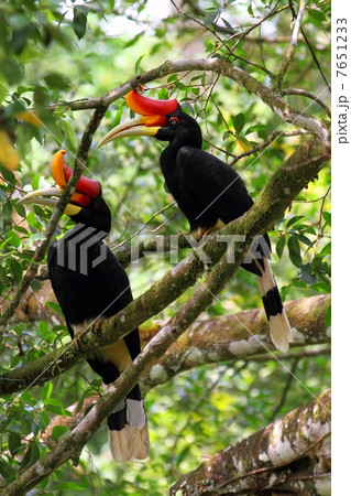 Rhinoceros Hornbill （サイチョウ）ペア 7651233