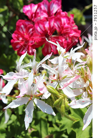 星型 ゼラニウム と アイビーゼラニウム 星型 ゼラニウム と アイビーゼラニウム 7651257