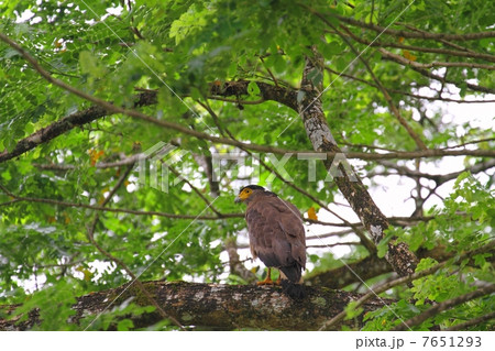 Crested Serpent Eagle （カンムリワシ） 7651293