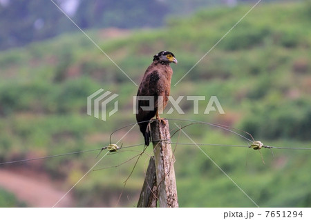 Crested Serpent Eagle （カンムリワシ） 7651294