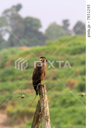 Crested Serpent Eagle （カンムリワシ） 7651295