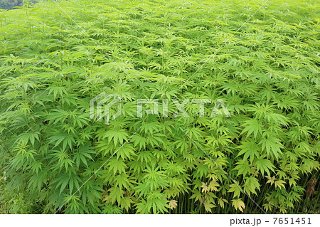 麻畑 麻畑 7651451