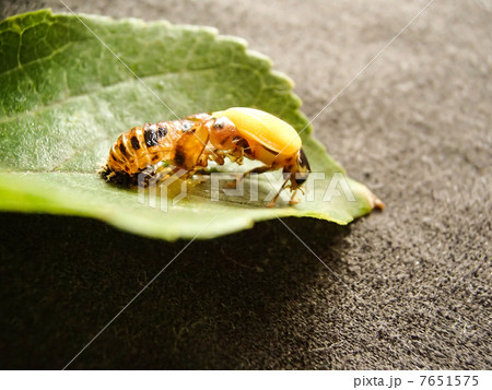 ナミテントウ羽化2 ナミテントウ羽化2 7651575