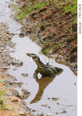 Monitor Lizard 7651828