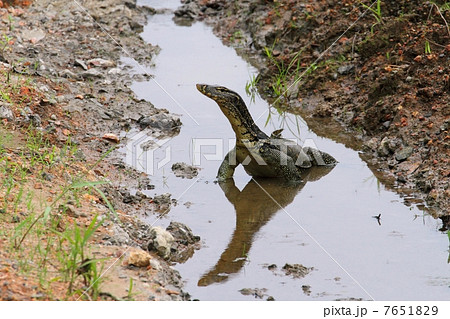 Monitor Lizard 7651829
