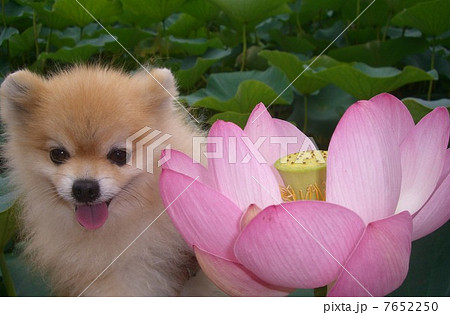 ぽんた　大賀ハス　ロータス４ 7652250