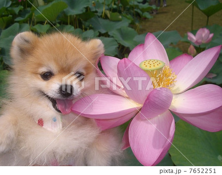 ぽんた　大賀ハス　ロータス１ 7652251