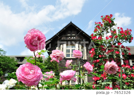 旧古河庭園の薔薇 7652326