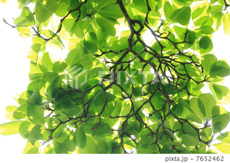 新緑 7652462