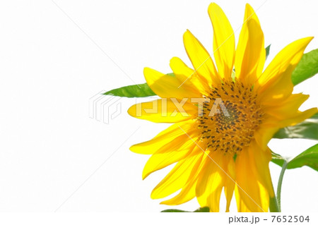 一輪の向日葵 一輪の向日葵 7652504