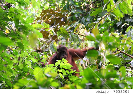 野生のボルネオオランウータン 7652505