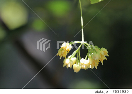 ボダイジュの花 7652989