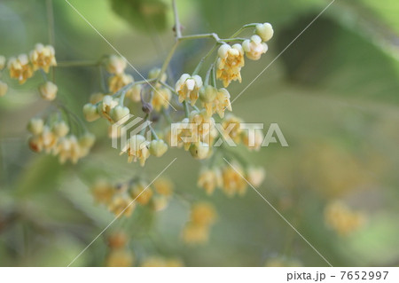 ボダイジュの花 7652997