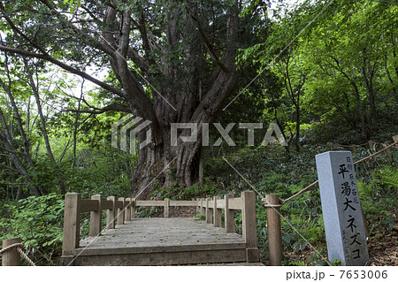 平湯大ネズコ 7653006