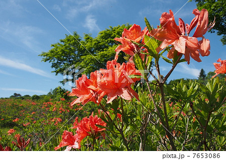 レンゲツツジ 7653086