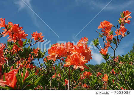 レンゲツツジ 7653087