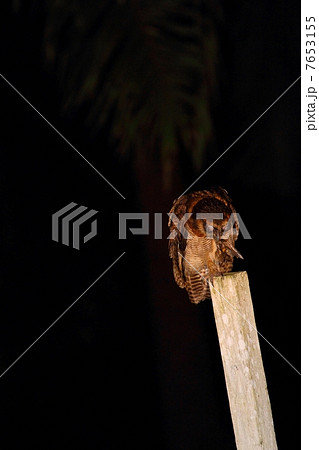 昆虫を捕食する オオフクロウ 7653155