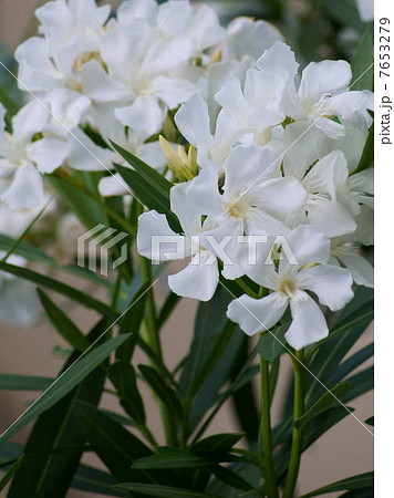 涼し気なキョウチクトウ（夾竹桃） 7653279