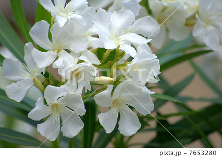 涼し気なキョウチクトウ（夾竹桃） 7653280