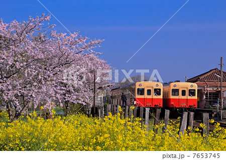 春の小湊鉄道馬立駅・上下線並ぶ 7653745