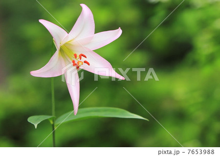 ササユリ ササユリ 7653988