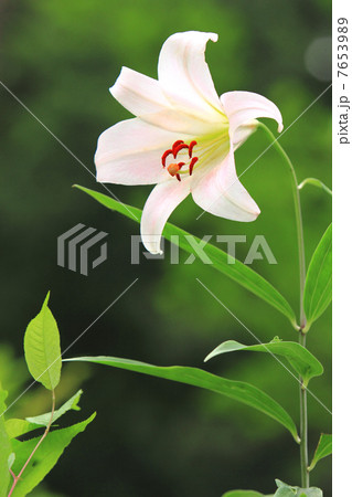 ササユリ 7653989