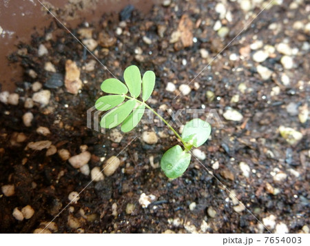 オジギソウ オジギソウ 7654003