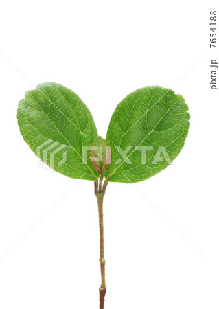 若葉 7654188