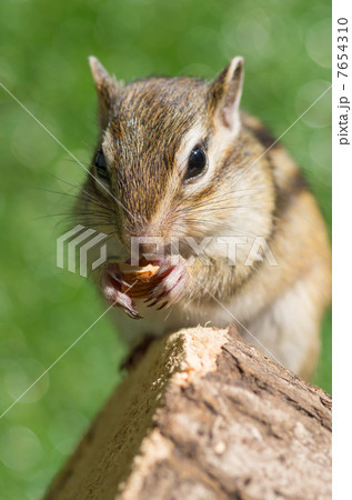 えさを食べるシマリス えさを食べるシマリス 7654310