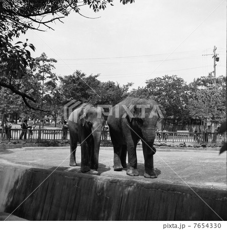 大阪市天王寺動物園に戦後初めてのぞう。 7654330