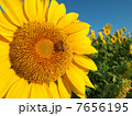 ひまわり 7656195