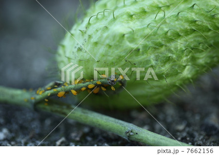 キョウチクトウアブラムシ　 7662156