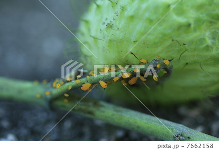 キョウチクトウアブラムシ　 7662158