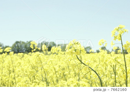 菜の花、やわらかな印象 7662160