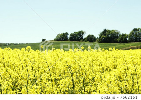 菜の花一面 7662161