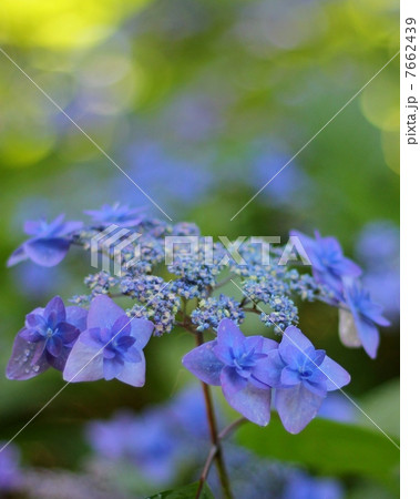 山アジサイ 7662439