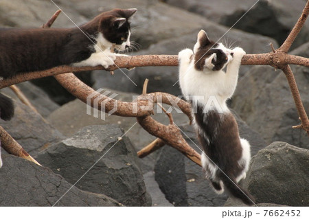 たすけてー たすけてー 7662452