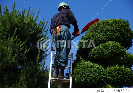 ヒバの刈込　植木職人の仕事 7662575