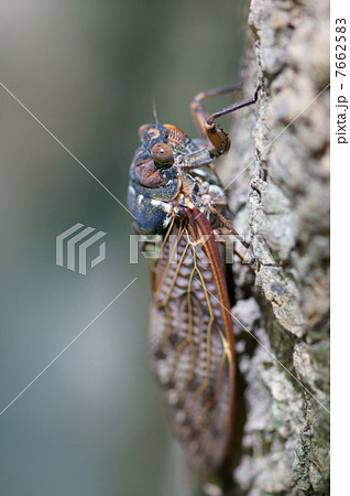 油蝉の眼 7662583