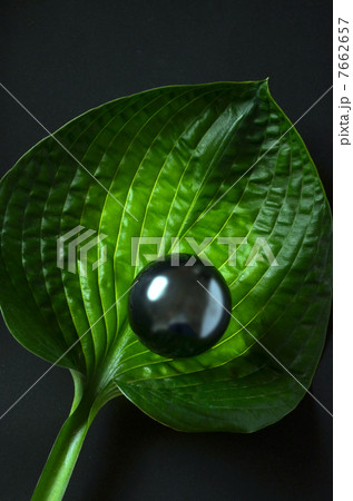 観葉植物と球体 観葉植物と球体 7662657