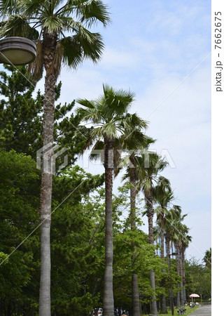 異国情緒の潮風公園 7662675