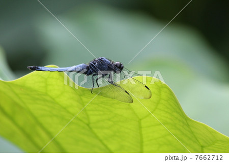 シオカラトンボ 7662712