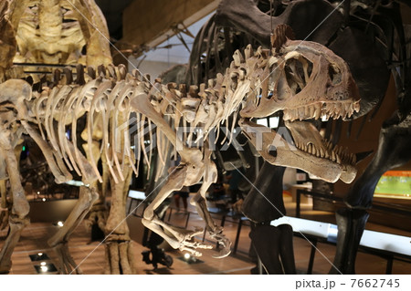 クリオロフォサウルス 7662745