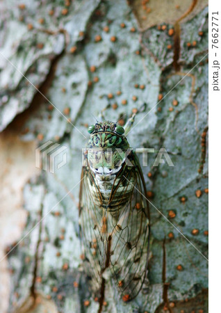 ミンミン蝉 緑色の多いタイプです。 ミンミン蝉 緑色の多いタイプです。 7662771