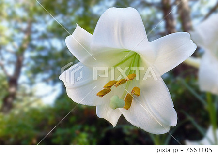 夏影涼白 7663105