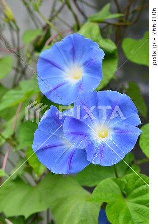 朝顔 7663106