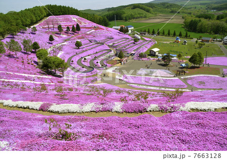 北海道大空町　芝桜公園　 7663128